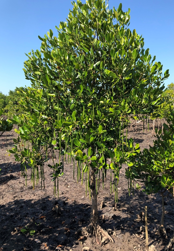 Thor Heyerdahl Climate Park Project in Myanmar